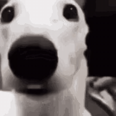 A Close Up Of A White Dog With A Black Nose . GIF