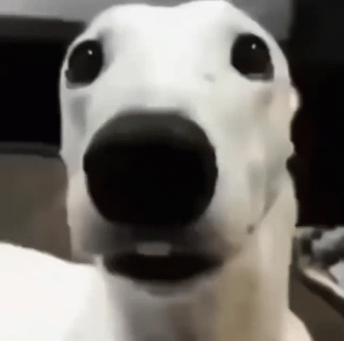 A Close Up Of A White Dog With A Black Nose And Mouth . GIF
