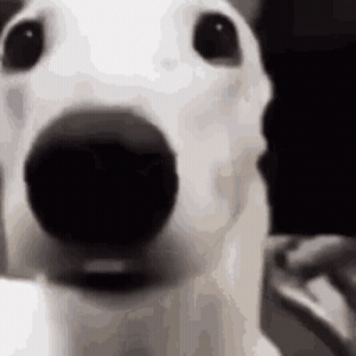 A Close Up Of A White Dog With A Black Nose . GIF