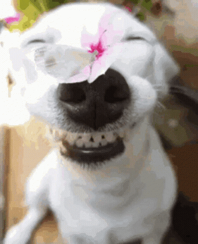 A Close Up Of A White Dog With A Flower On Its Nose . GIF