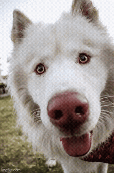 A Close Up Of A White Dog With A Red Nose And Its Tongue Hanging Out GIF