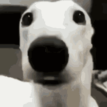 A Close Up Of A White Dog With Its Mouth Open . GIF