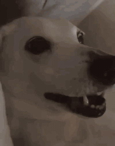 A Close Up Of A White Dog With Its Mouth Open . GIF