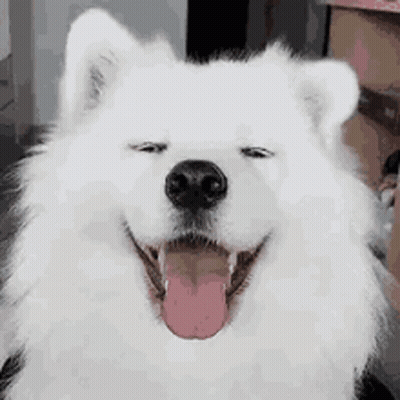 A Close Up Of A White Dog With Its Tongue Out . GIF