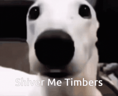 A Close Up Of A White Dog With The Words Shiver Me Timbers Written Below It GIF