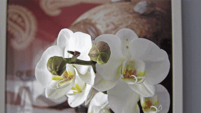 A Close Up Of A White Flower With A Picture Behind It GIF