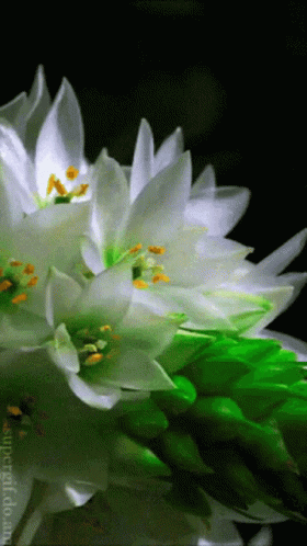 A Close Up Of A White Flower With Green Leaves On A Black Background GIF