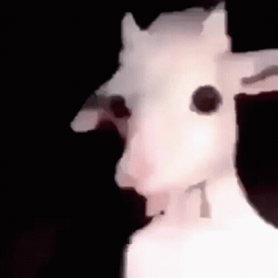 A Close Up Of A White Goat With A Black Eye . GIF