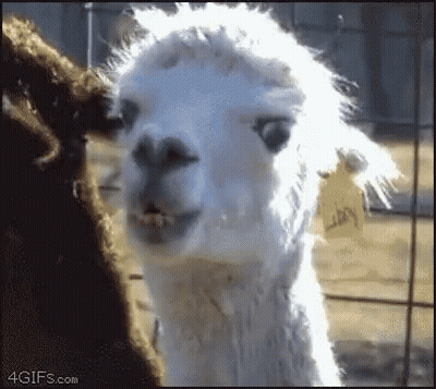 A Close Up Of A White Llama Looking At The Camera With A Tag On Its Neck . GIF