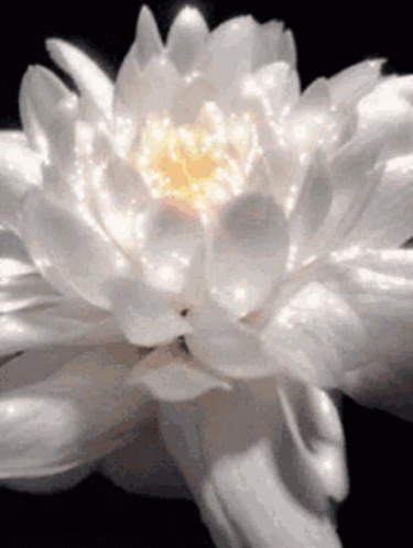 A Close Up Of A White Lotus Flower With A Yellow Center GIF