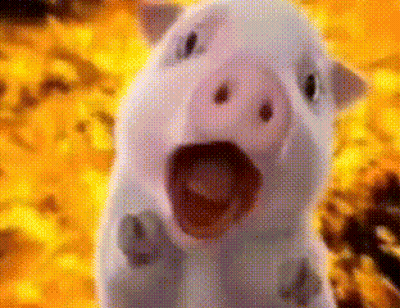 A Close Up Of A White Pig With Its Mouth Open . GIF