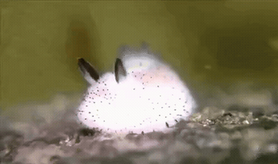 A Close Up Of A White Rabbit With Black Spots On A Rock . GIF
