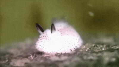 A Close Up Of A White Rabbit With Black Spots On It 'S Fur . GIF