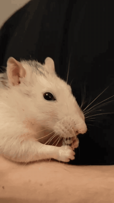 A Close Up Of A White Rat Eating A Nut GIF