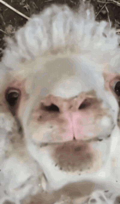 A Close Up Of A White Sheep With A Pink Nose GIF