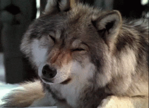 A Close Up Of A Wolf Laying Down With Its Eyes Closed . GIF