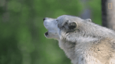 A Close Up Of A Wolf 'S Face With Its Mouth Open GIF