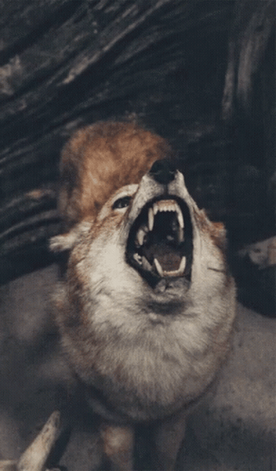 A Close Up Of A Wolf With Its Mouth Open Looking Up GIF