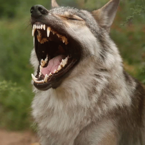 A Close Up Of A Wolf With Its Mouth Open Showing Its Teeth GIF
