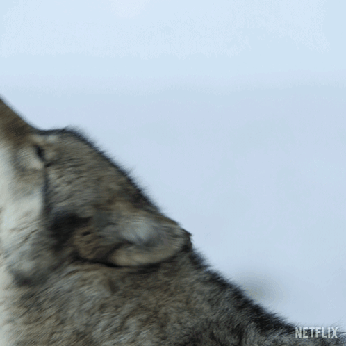 A Close Up Of A Wolf With The Word Netflix On The Bottom Right GIF