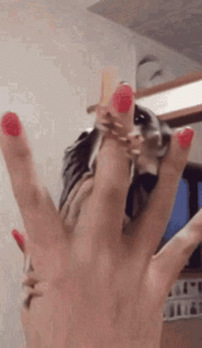 A Close Up Of A Woman 'S Hand With Red Nails Holding A Squirrel . GIF