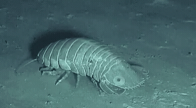 A Close Up Of A Worm Crawling On The Ground In The Ocean . GIF