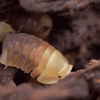 A Close Up Of A Worm With A Black Spot On Its Head GIF
