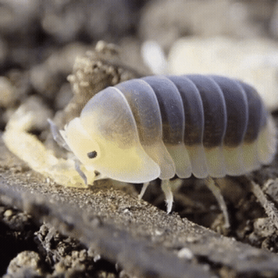 A Close Up Of A Worm With A Yellow Head GIF