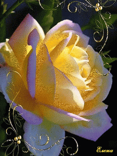 A Close Up Of A Yellow And Purple Rose With The Name Elena On It GIF