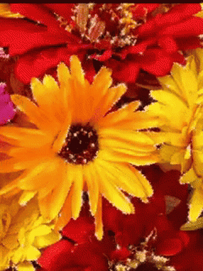 A Close Up Of A Yellow And Red Flower GIF
