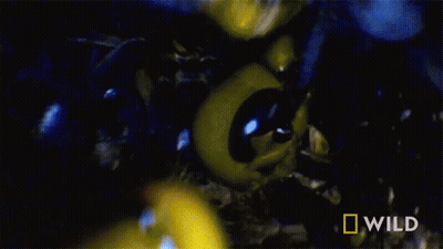 A Close Up Of A Yellow Bug With The Word Wild On The Bottom GIF