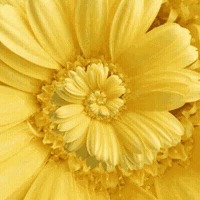A Close Up Of A Yellow Flower Showing The Center Of The Flower GIF