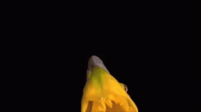 A Close Up Of A Yellow Flower With A Black Background . GIF