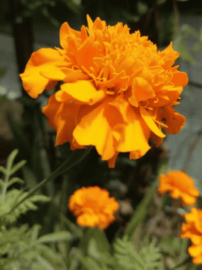 A Close Up Of A Yellow Flower With Green Leaves GIF