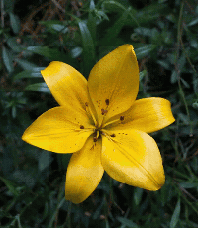 A Close Up Of A Yellow Flower With Red Centers GIF