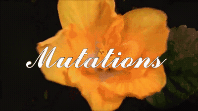 A Close Up Of A Yellow Flower With The Word Mutations In White Letters GIF
