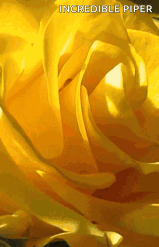 A Close Up Of A Yellow Rose With Incredible Piper Written On The Bottom GIF
