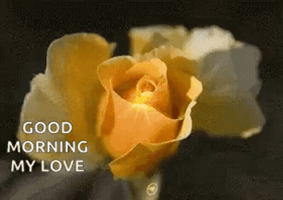 A Close Up Of A Yellow Rose With The Words `` Good Morning My Love '' Written Next To It . GIF
