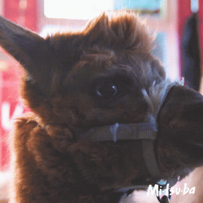 A Close Up Of An Alpaca 'S Face With The Name Mitsuba Written On The Bottom GIF