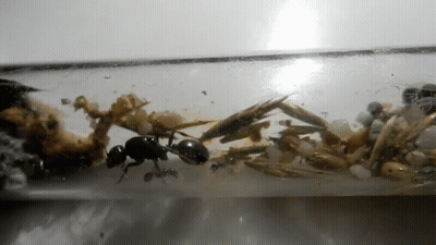 A Close Up Of An Ant In A Tube GIF