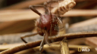 A Close Up Of An Ant On A Stick With The Words National Geographic Wild On The Bottom GIF