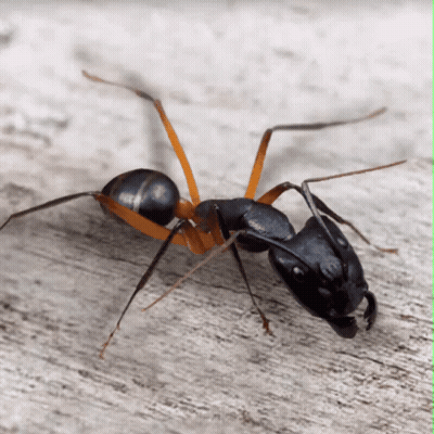 A Close Up Of An Ant On A Wooden Surface GIF