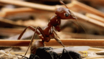 A Close Up Of An Ant With A National Geographic Wild Logo On The Bottom GIF