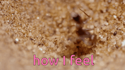 A Close Up Of An Ant With The Words How I Feel Behind It GIF