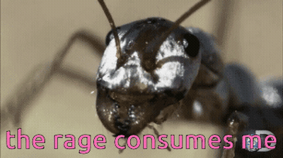 A Close Up Of An Ant With The Words " The Rage Consumes Me " Above It GIF
