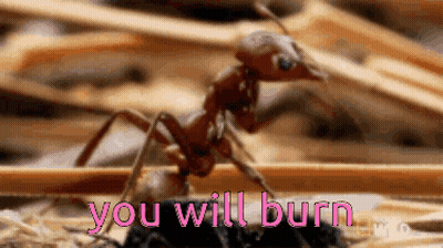 A Close Up Of An Ant With The Words " You Will Burn " Written Above It GIF