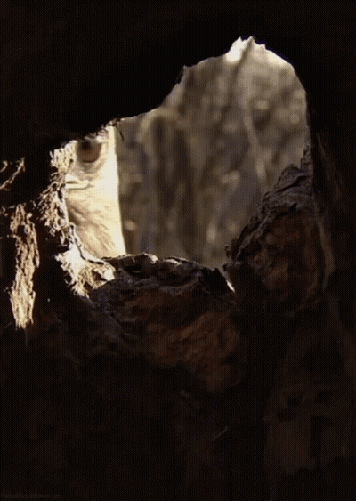 A Close Up Of An Eagle Looking Out Of A Hole In A Tree GIF