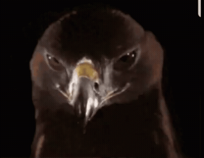 A Close Up Of An Eagle 'S Head Against A Black Background GIF