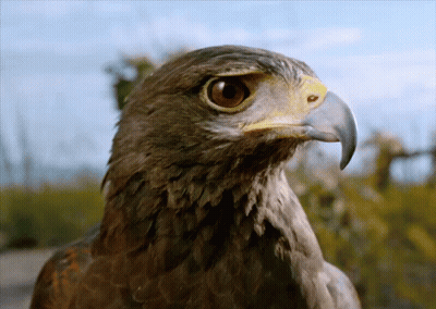 A Close Up Of An Eagle 'S Head With A Yellow Beak GIF