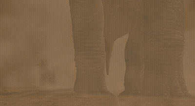 A Close Up Of An Elephant 'S Foot With A Blurred Background GIF